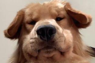 狗子的最新爆料视频,娱乐圈幕后真相大曝光! 第1张 狗子的最新爆料视频,娱乐圈幕后真相大曝光! 第1张